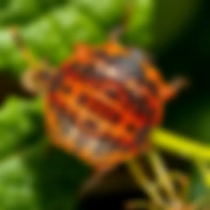 Understanding Pill Bug Control: Strategies, Solutions, and Implications Summary
