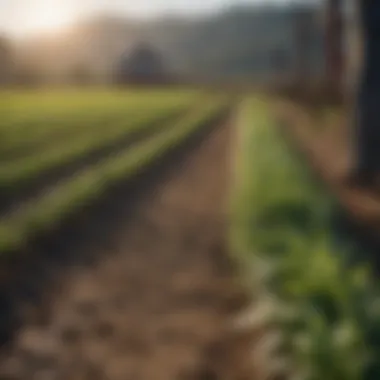 Comparison of traditional farming methods versus reflective Mylar usage