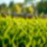 Lush RTF Sod Lush RTF sod showcasing vibrant green blades