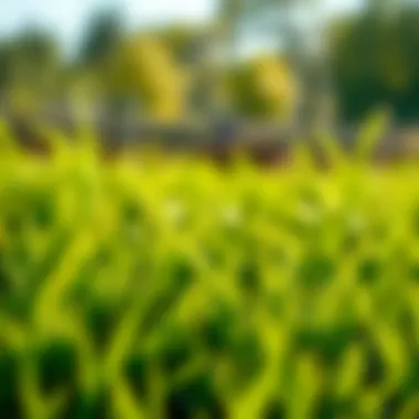 Lush RTF Sod Lush RTF sod showcasing vibrant green blades