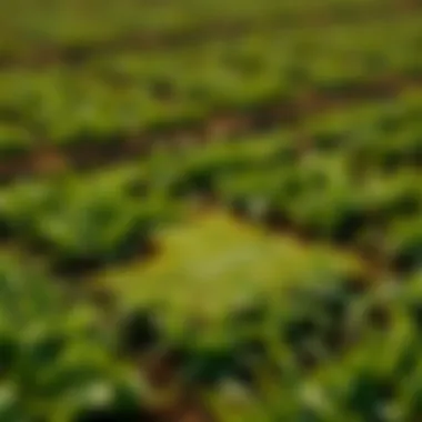 Regional Pricing Variations Regional map highlighting variations in RTF sod prices