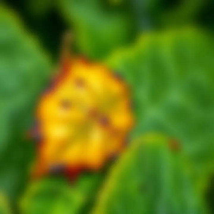 Close-up view of Septoria leaf spot on a solanaceous plant leaf
