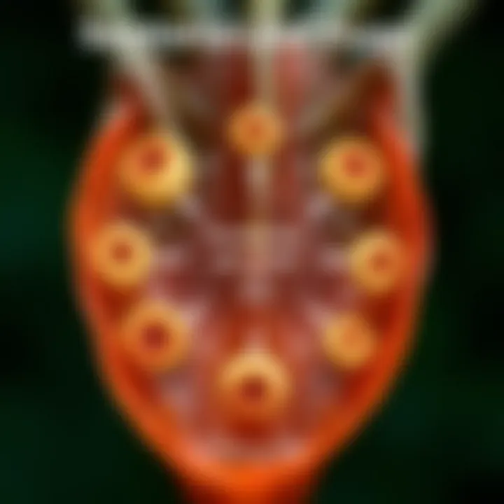 Infographic illustrating the lifecycle of the Septoria fungus