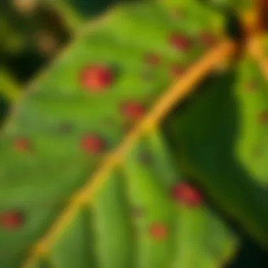 Visual guide to effective management strategies against Septoria leaf spot