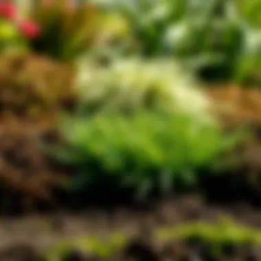 Different varieties of sod displayed in a garden setting