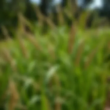 Tall Fescue: Versatile and Resilient Dense fescue grass in a southern landscape