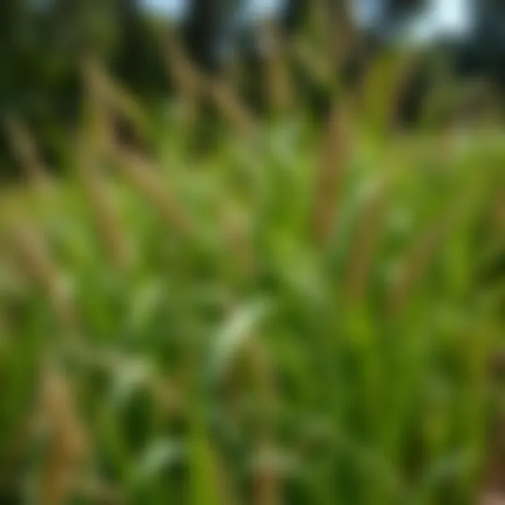 Tall Fescue: Versatile and Resilient Dense fescue grass in a southern landscape