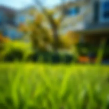 St. Augustine Grass: Thriving in Humid Climates Lush St. Augustine grass in a residential yard