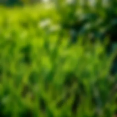 Zoysia Grass: Soft and Low-Maintenance Soft zoysia grass in sunlight