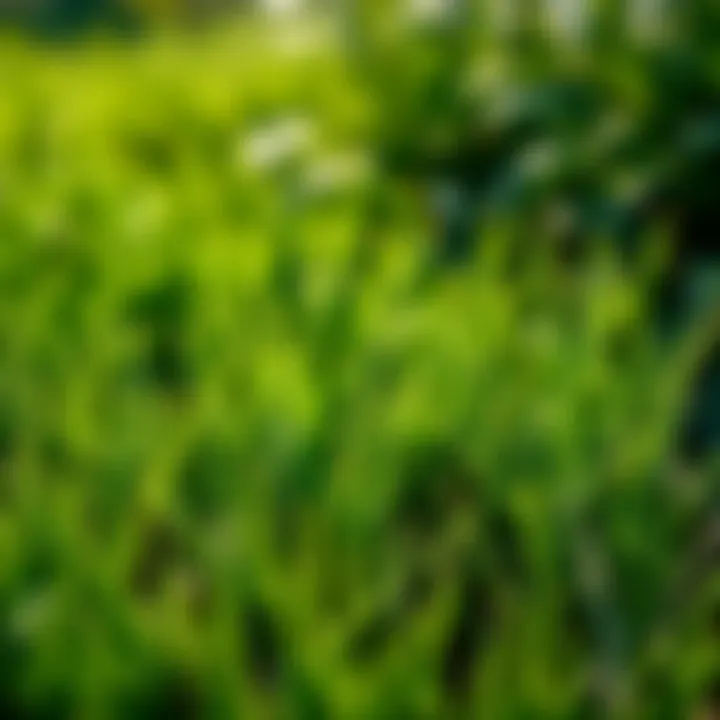 Zoysia Grass: Soft and Low-Maintenance Soft zoysia grass in sunlight