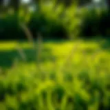 Bermuda Grass: Ideal for Southern Lawns Vibrant green lawn showcasing Bermuda grass