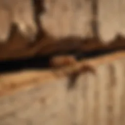 Close-up of termite damage on wooden beam