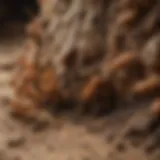 Close-up of a termite colony in wood