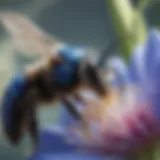 Close-up of a blue orchard bee on a flower, showcasing its unique features.