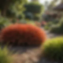 Vibrant Bahia sod in a landscaped garden