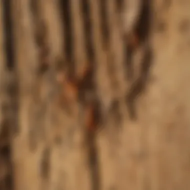 Detailed view of termite damage on wooden structure