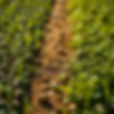 Types of Sod Comparison of different types of sod and their growth patterns