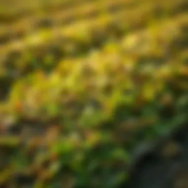 Sod in Landscaping Illustration of sod in various landscaping applications