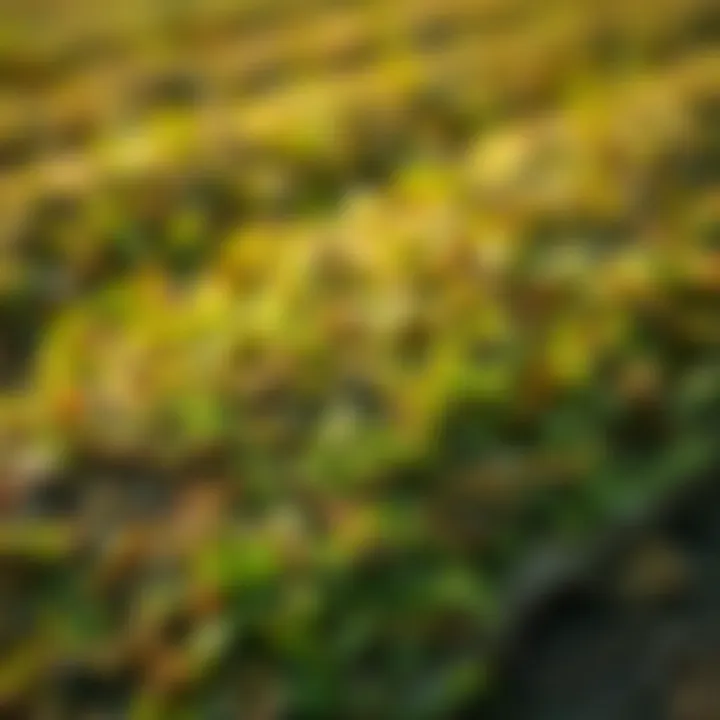 Sod in Landscaping Illustration of sod in various landscaping applications