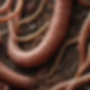 Detailed Anatomy of Earthworm Digestive System Anatomy of an earthworm showcasing digestive organs