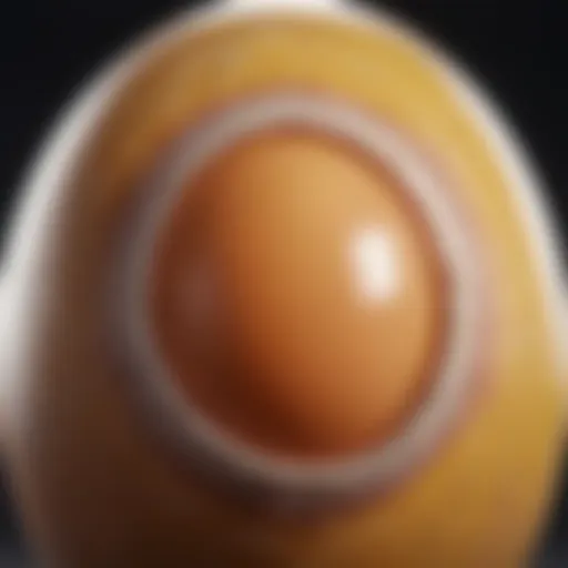 A close-up of a fertilized chicken egg with visible veins