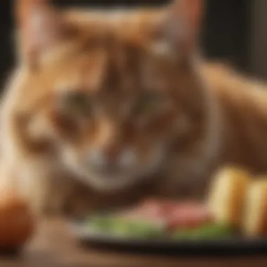 Visual representation of dietary recommendations for cats