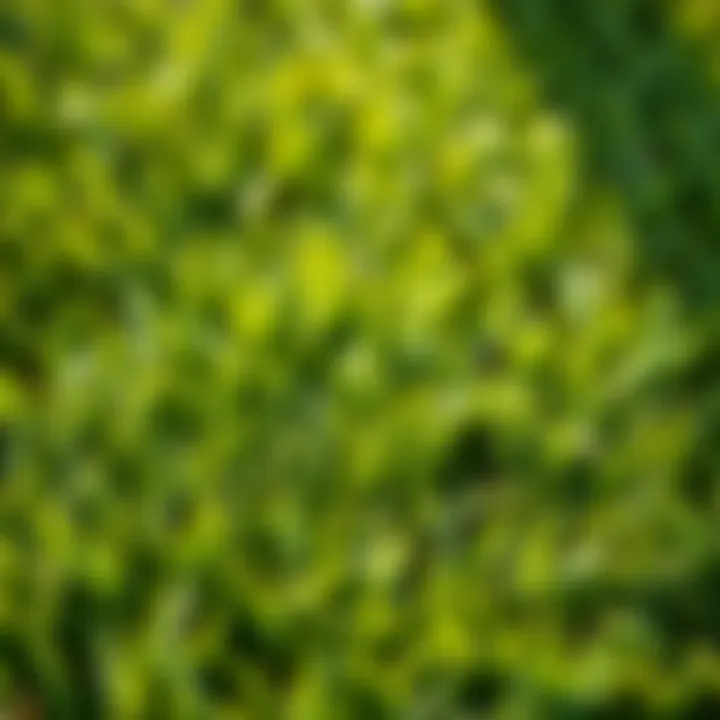 Close-up of lush zoysia sod showcasing texture