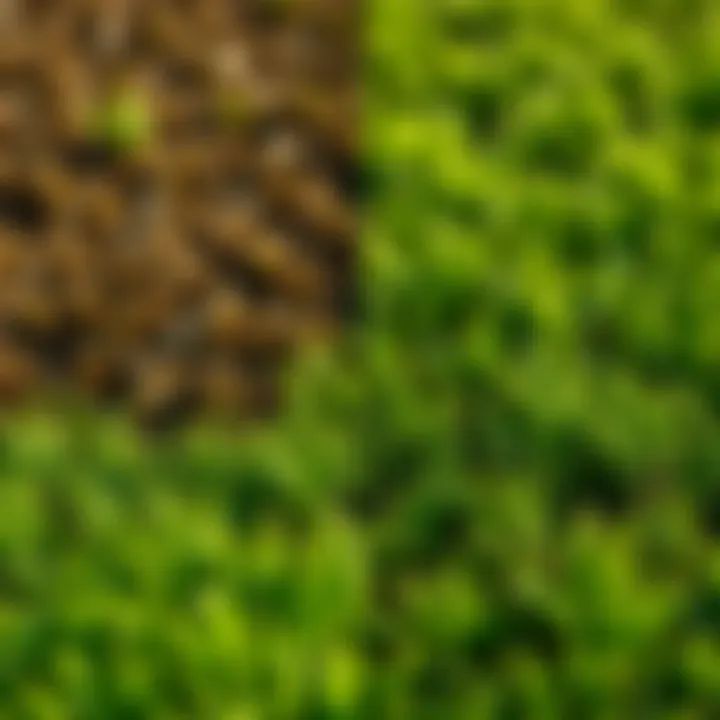 Seasonal comparison of zoysia sod growth