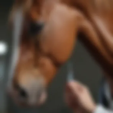 Veterinarian examining horse's joint health