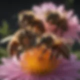 A close-up of Italian honey bees on a flower
