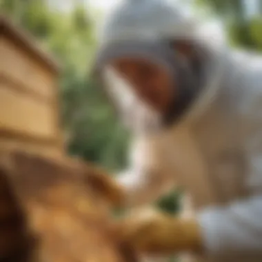 Beekeeper Examining Italian Honey Bee Hive An expert beekeeper inspecting a hive filled with Italian honey bees