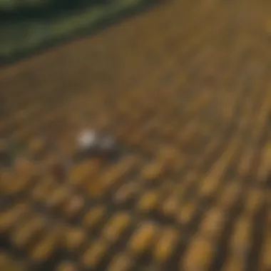 Aerial View of Italian Bee Farm A scenic landscape showcasing a bee farm with Italian honey bees