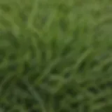 Close-up of Zoysia grass blades showcasing their texture