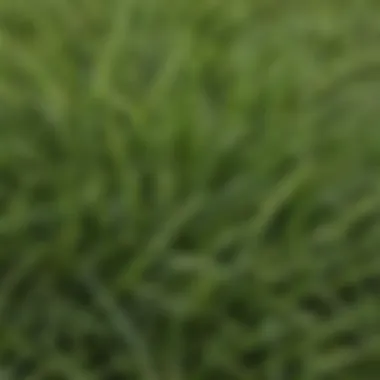 Close-up of Zoysia grass blades showcasing their texture